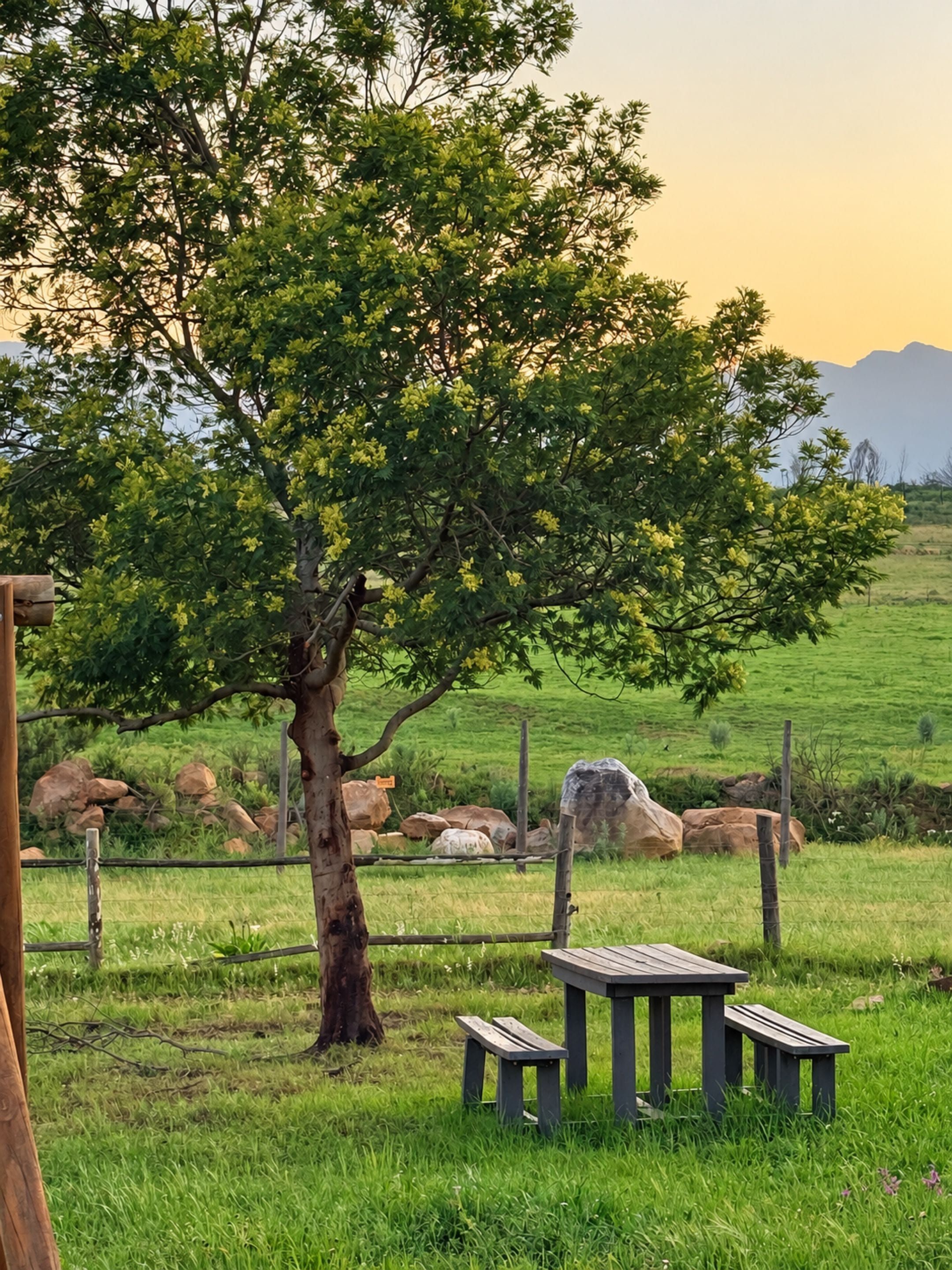 Una mesa de picnic con bancos en un campo cubierto de hierba, con un árbol y rocas al fondo.