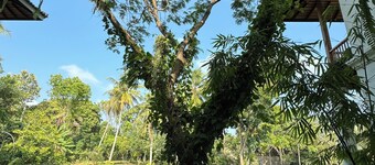 Villa with 7 bedrooms and WiFi, AC in enchanting Negombo felicianf@gmail.com