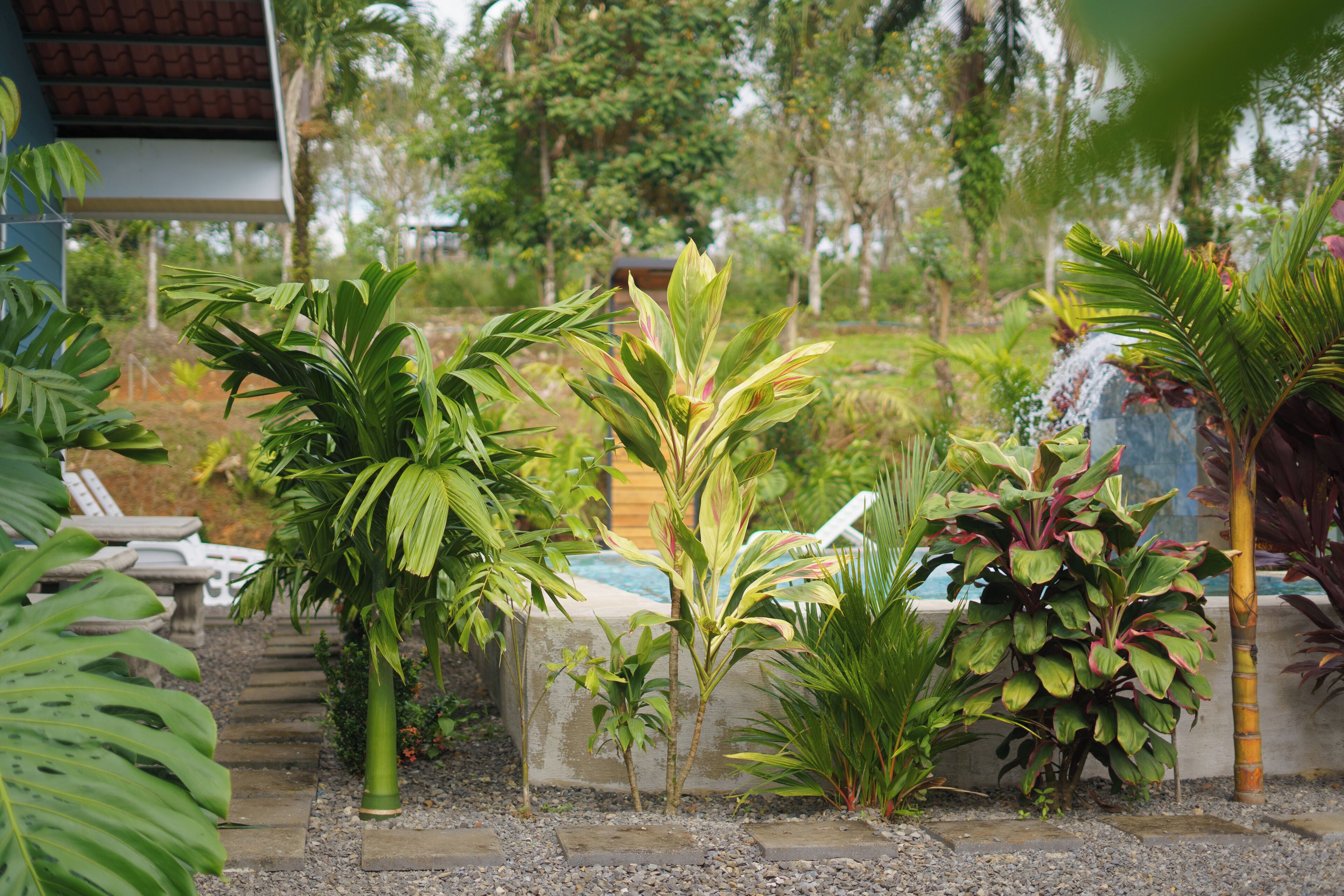 A garden with various tropical plants, a concrete planter, and a pool in the background.
