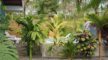 A garden with various tropical plants, a concrete planter, and a pool in the background.