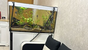 Ein Zimmer mit einem Bett, einer kleinen Couch und einem Aquarium.