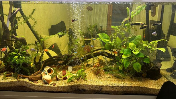 Ein Aquarium mit verschiedenen Wasserpflanzen und Fischen.