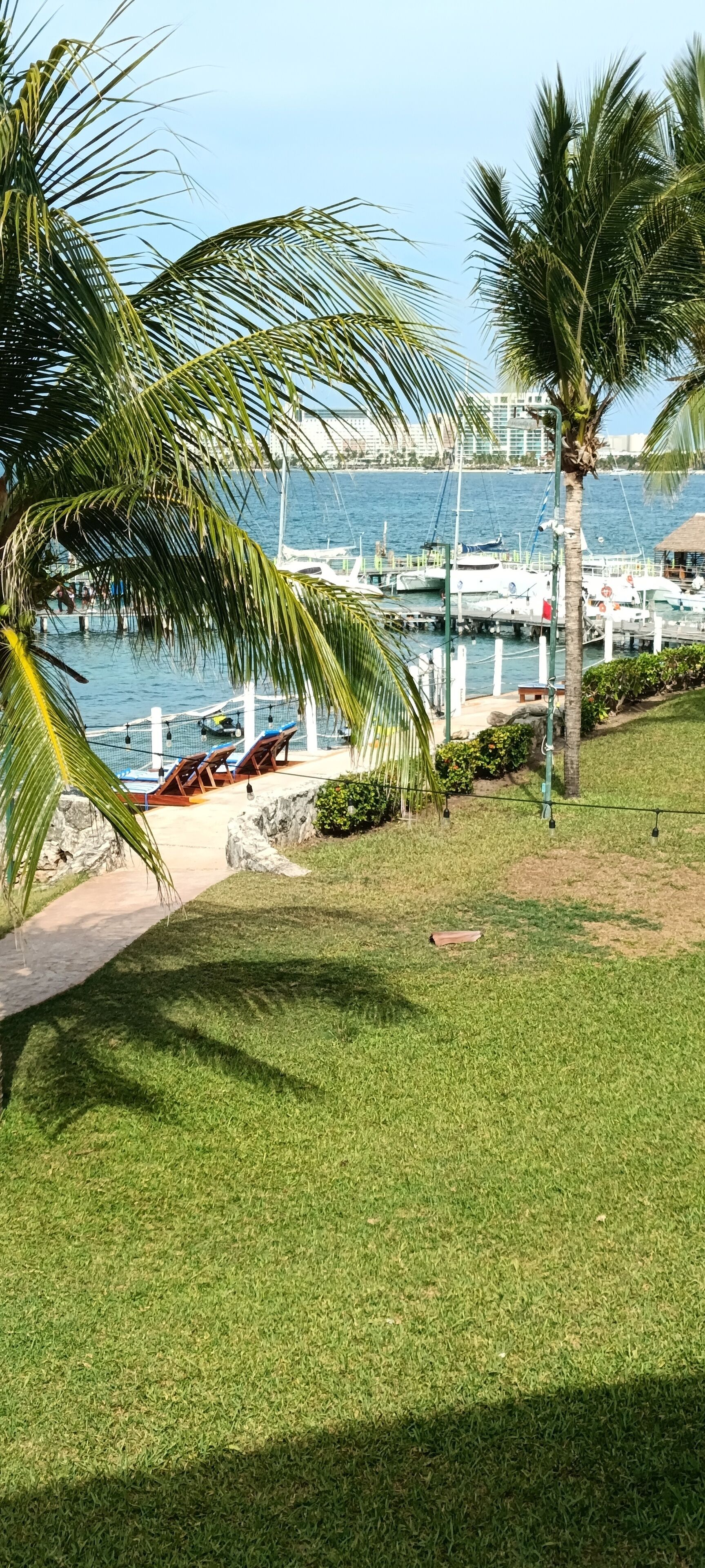 A grassy area with palm trees, a pathway, and a view of boats and buildings across the water.
