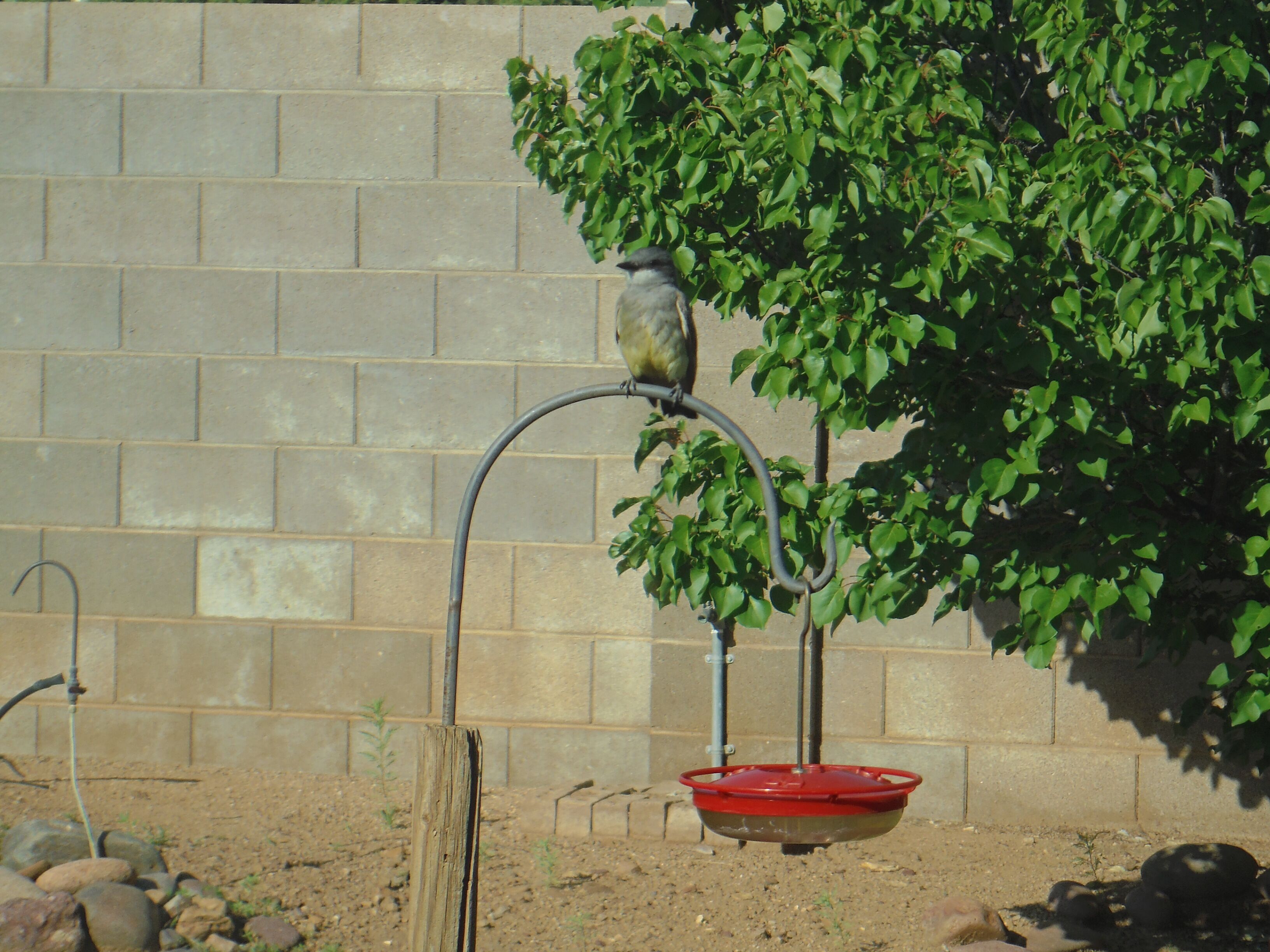A bird perched on a metal structure with a red bowl hanging below, a brick wall in the background, and a small tree to the right.