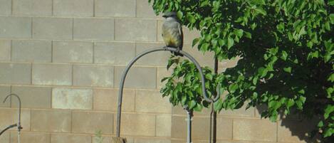 A bird perched on a metal structure with a red bowl hanging below, a brick wall in the background, and a small tree to the right.