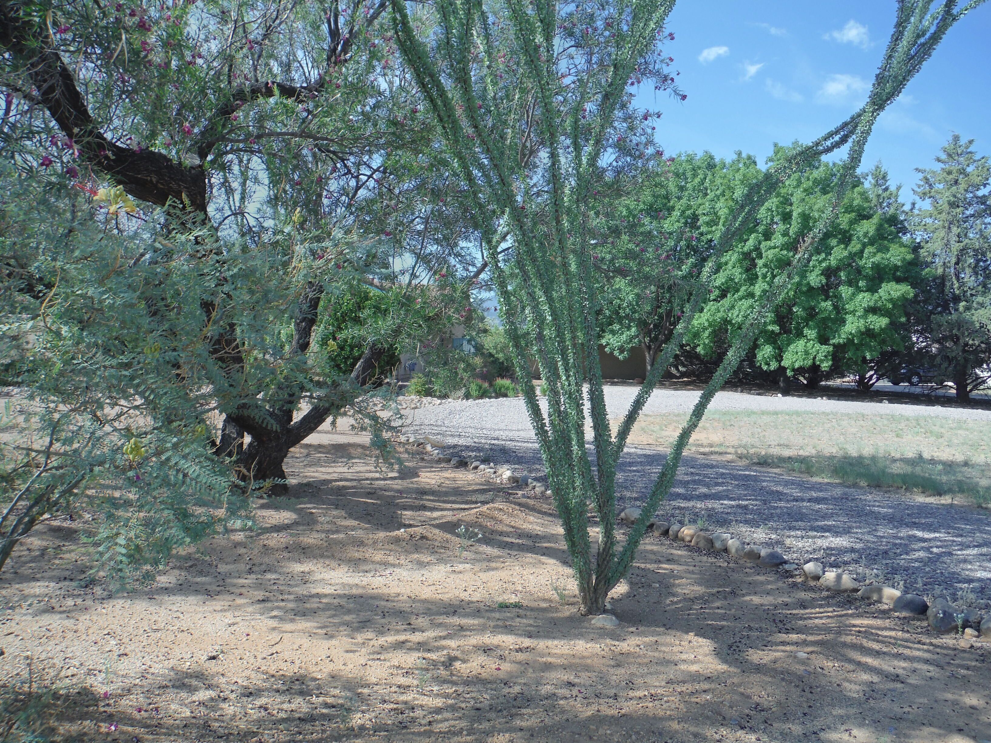 Paisaje desértico con poca vegetación, algunas rocas dispersas y cielo despejado.