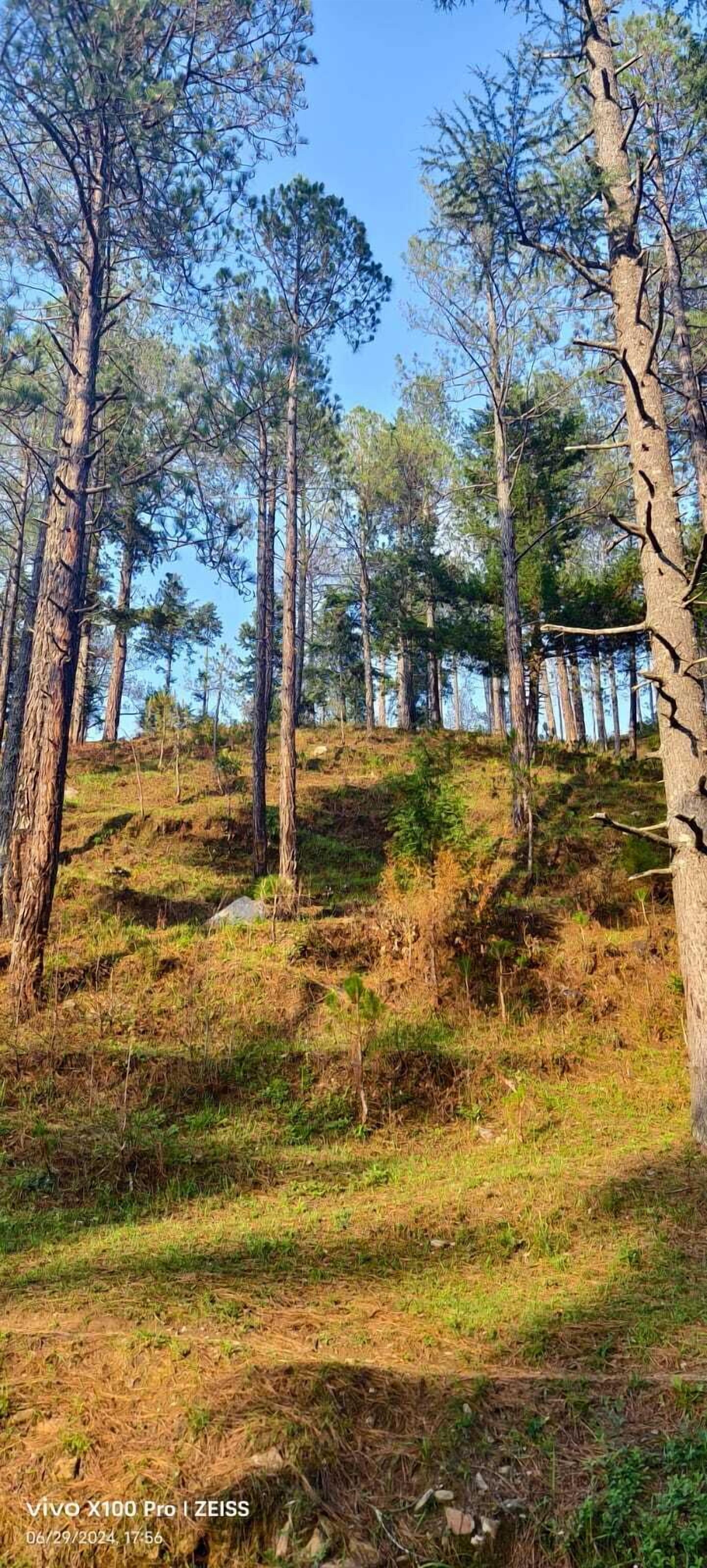 A forested area with tall trees and a grassy hill.