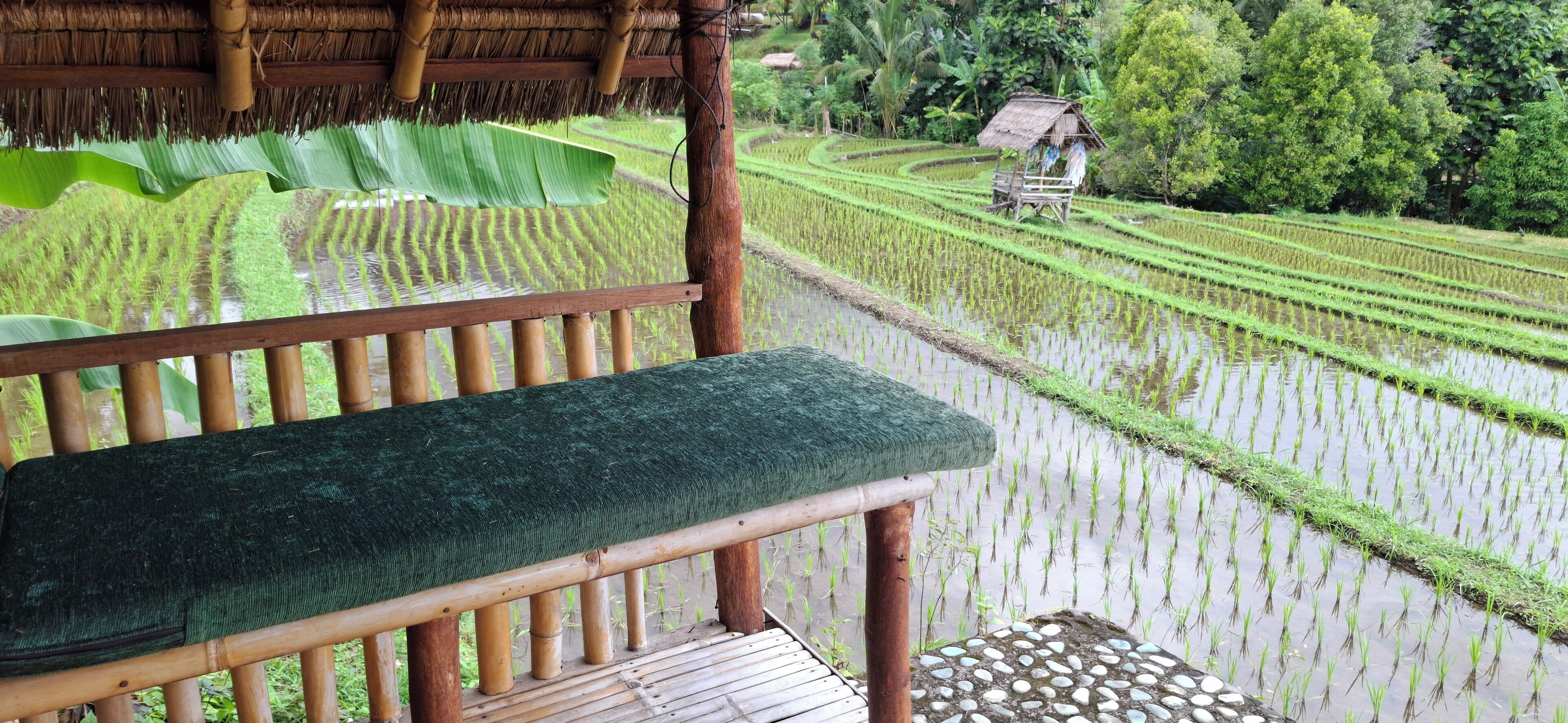 A wooden bench overlooking terraced rice fields with a thatched roof structure in the background.