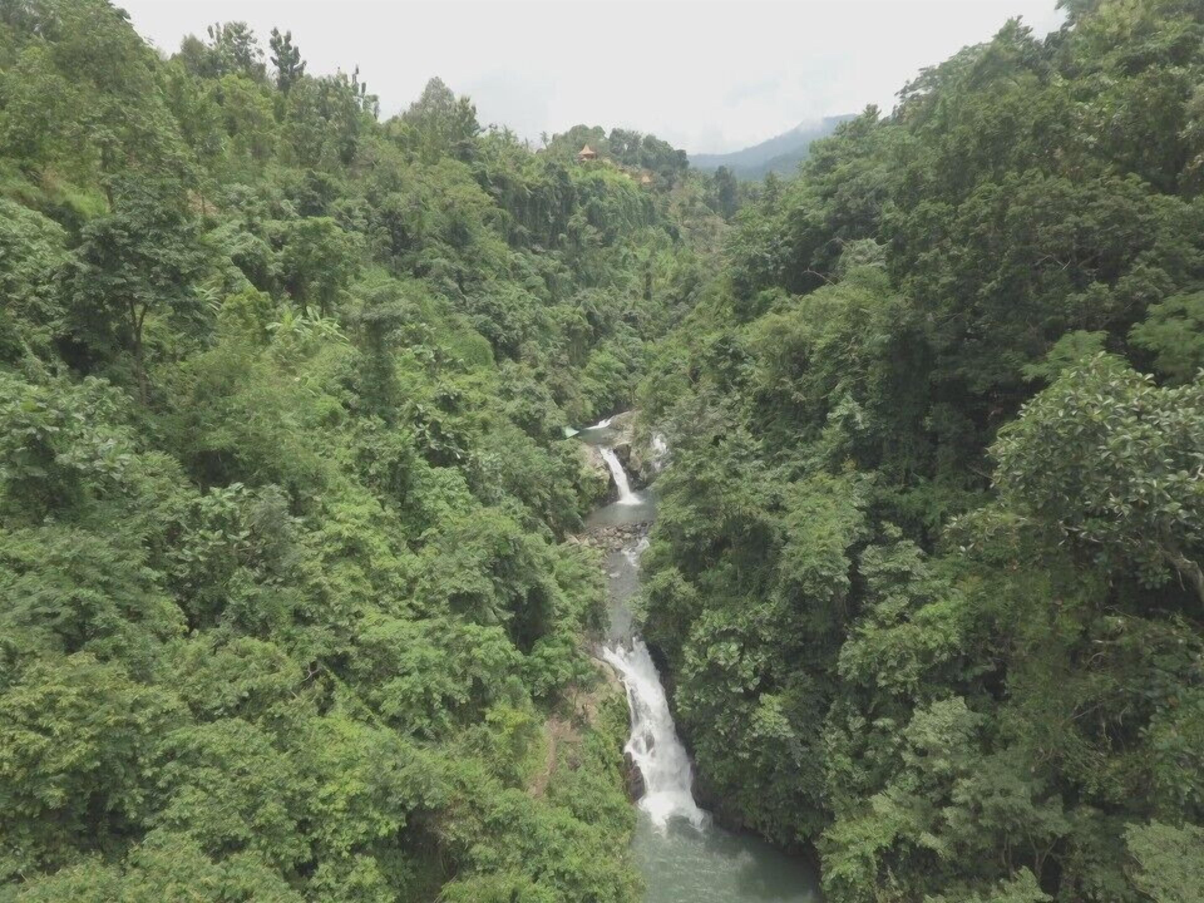 A lush green forest with a waterfall.