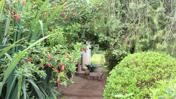 A garden pathway with lush greenery and red flowers. - Kibale Eco Home  (Kibale)