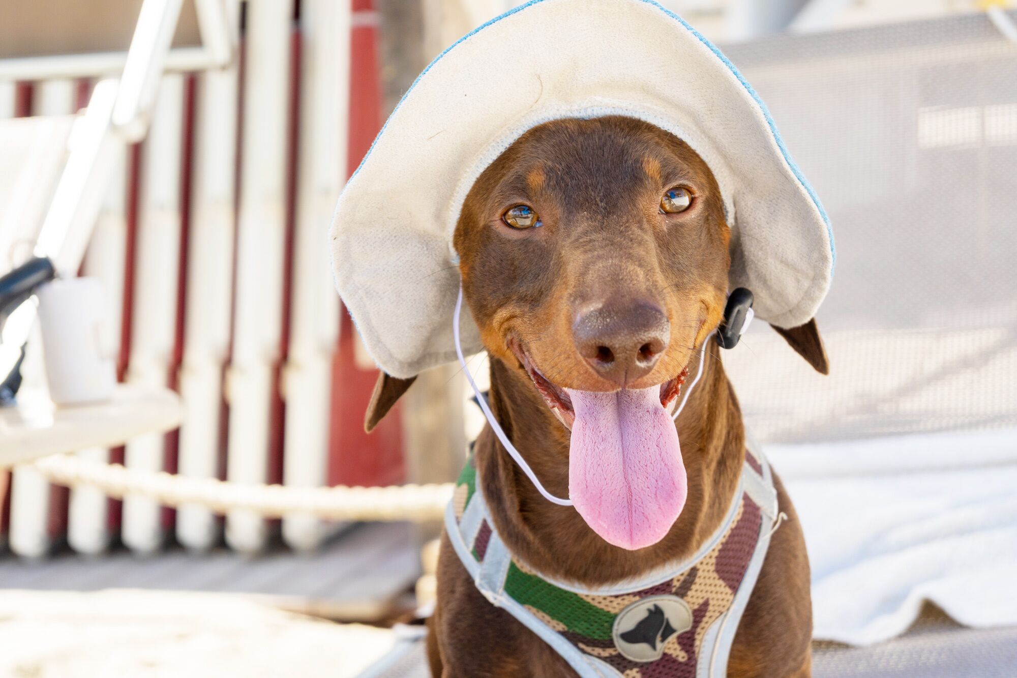 A dog wearing a hat and a vest.