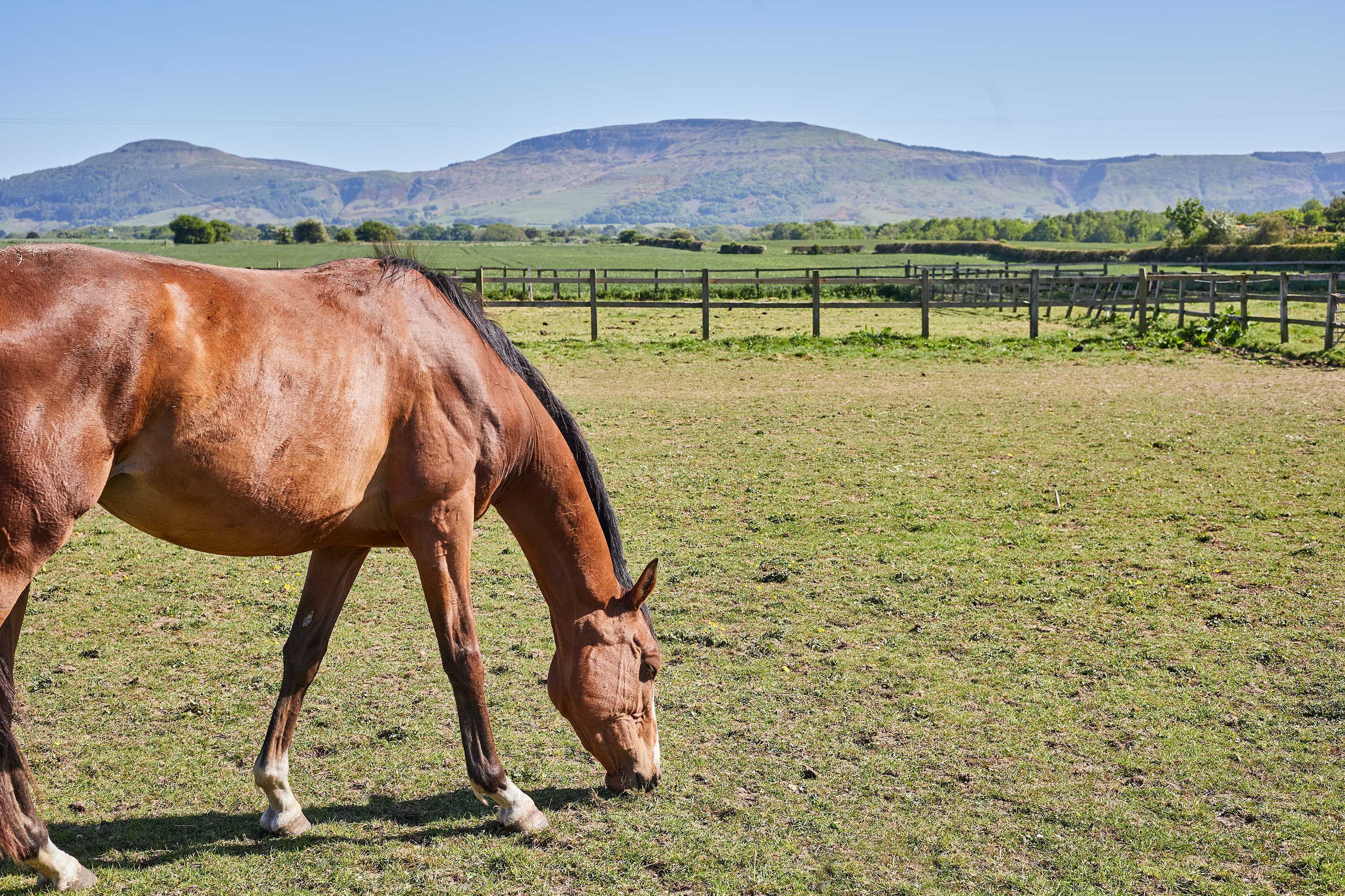 Un cheval broute dans un champ clôturé, avec des montagnes en arrière-plan.