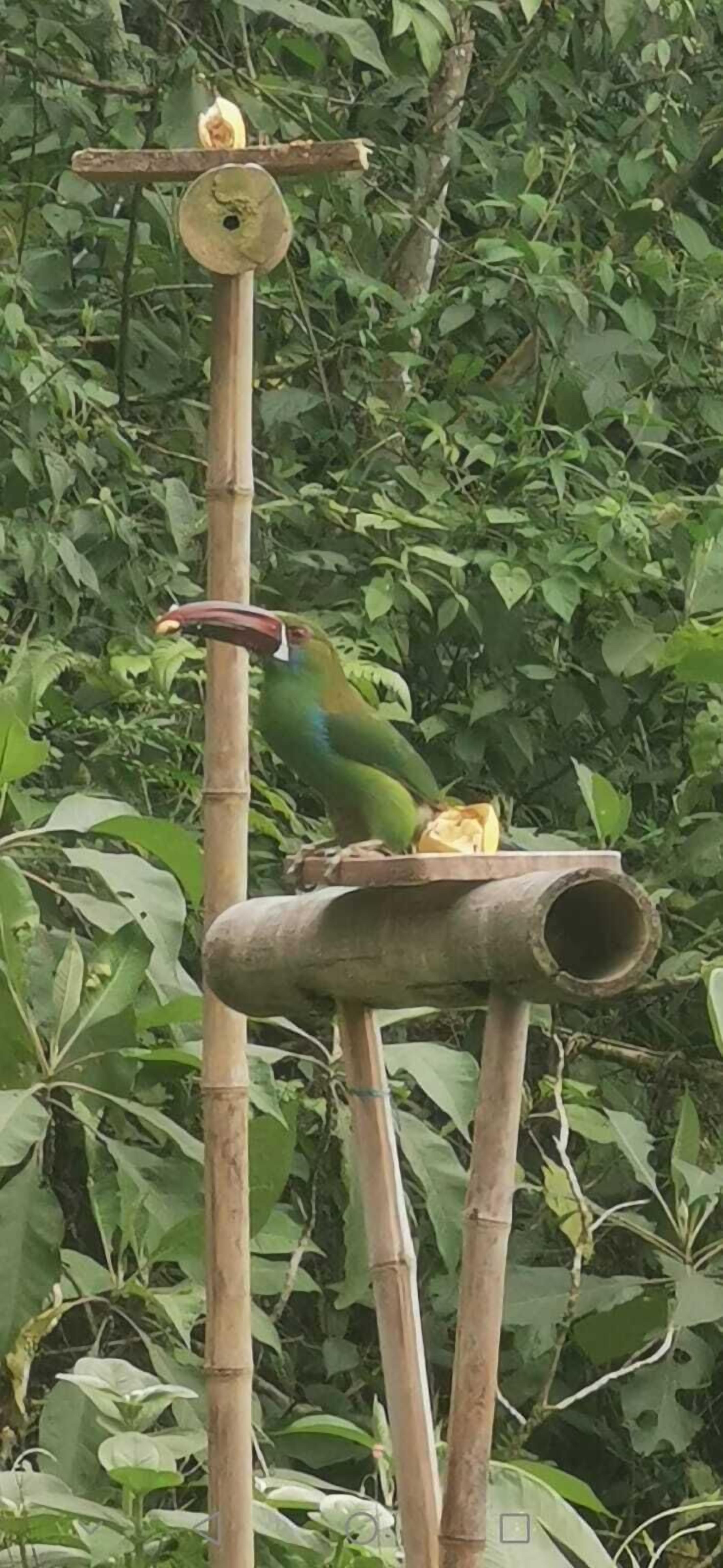 Jardín