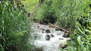A small, clear stream flowing over rocks in a lush, green environment. - Cabañas arabi (Dosquebradas)
