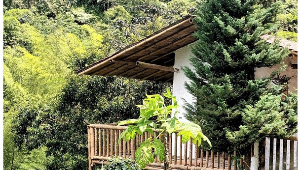 A rustic wooden structure with a sloped roof, surrounded by lush greenery and a dense forest backdrop. - Cabañas arabi (Dosquebradas)