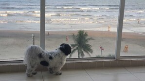 A dog looking out of a window at a beach with palm trees and people in the distance.