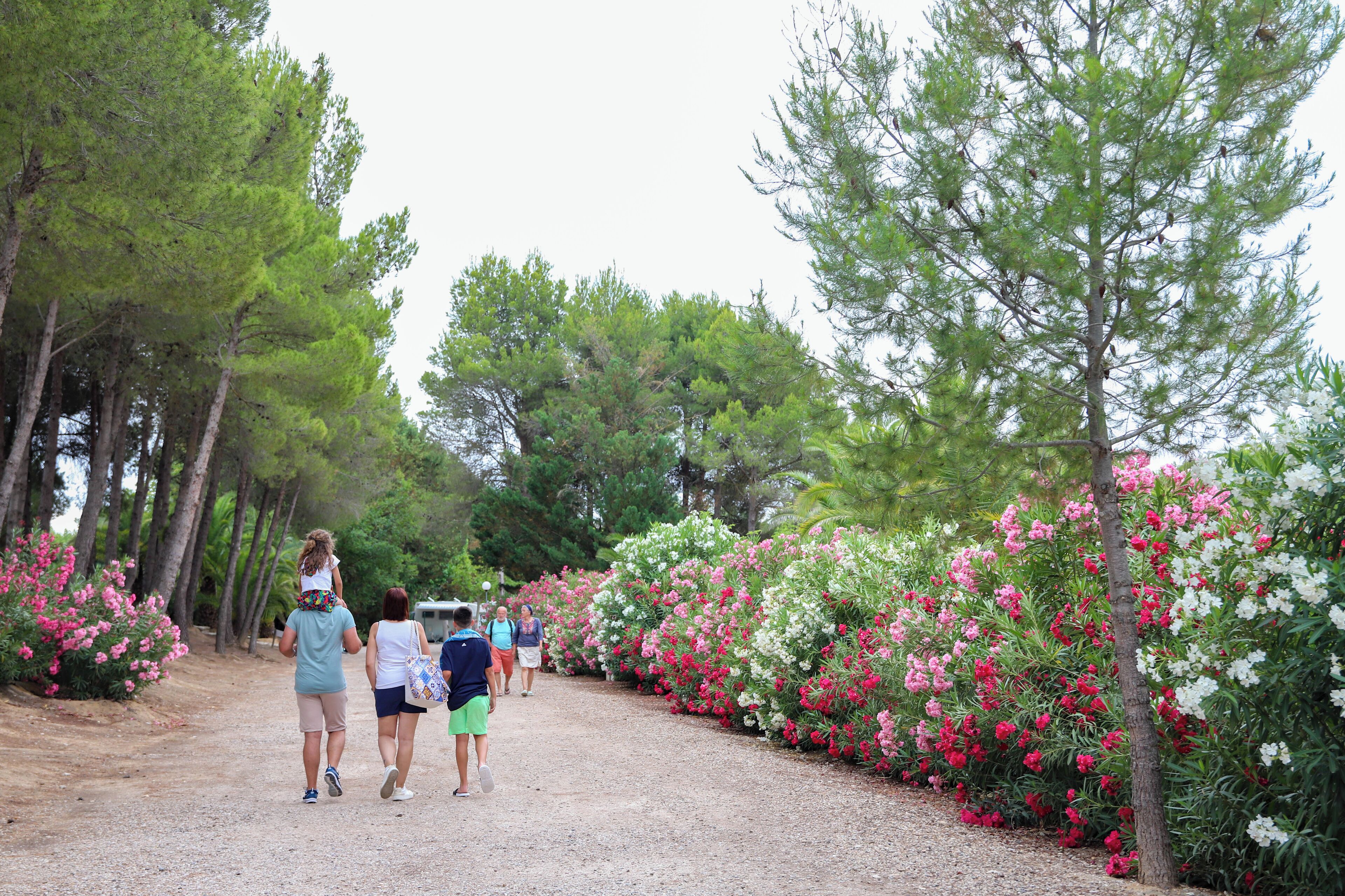 Un sendero de grava bordeado por arbustos florecientes y altos árboles.