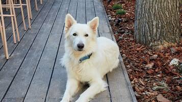 Ein Hund sitzt auf einer Holzdiele, umgeben von Stühlen und Tischen.
