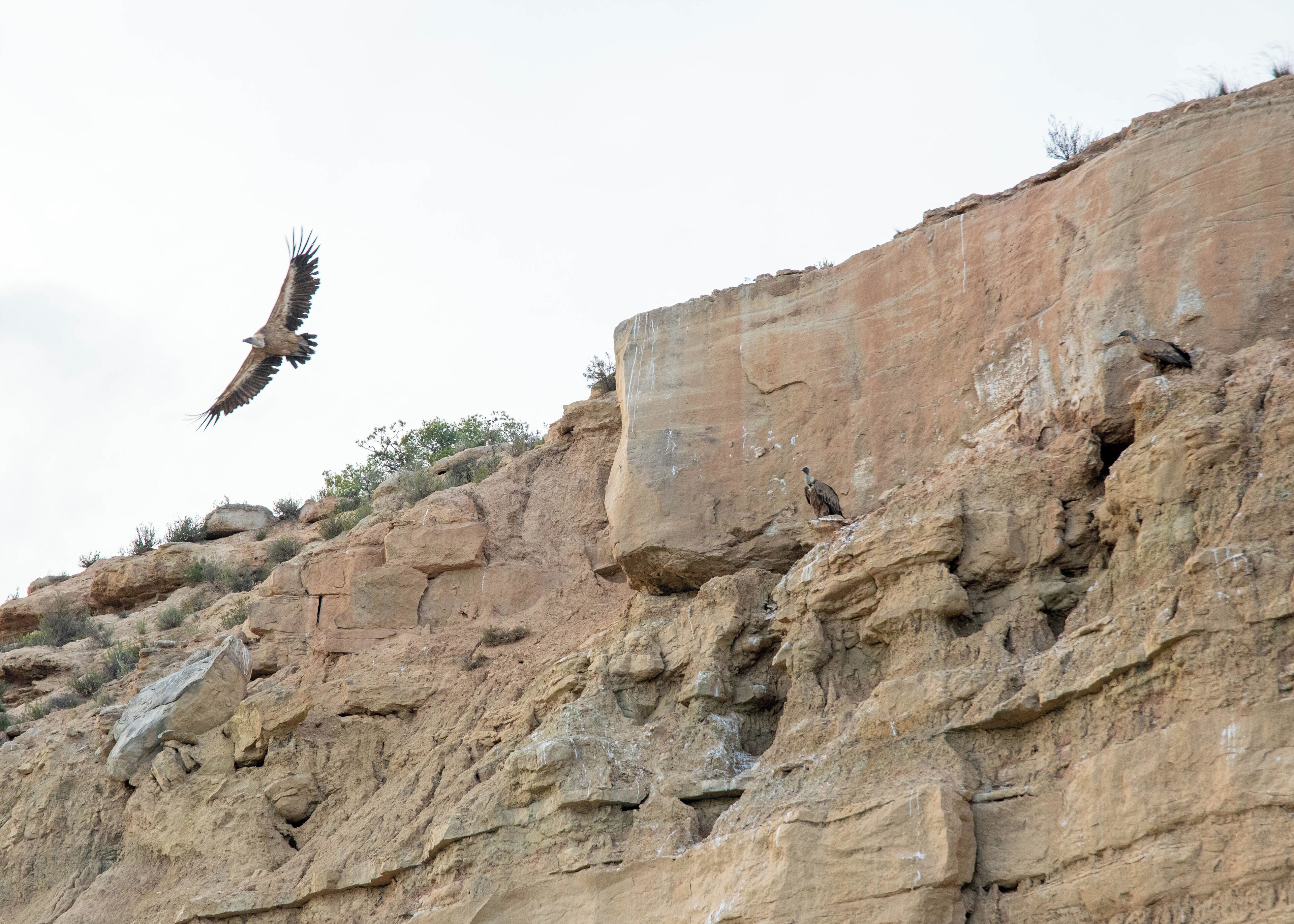 A rocky cliff with birds perched on it.