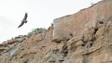 A rocky cliff with birds perched on it.