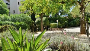 Un jardin avec différentes sortes de plantes et un banc.