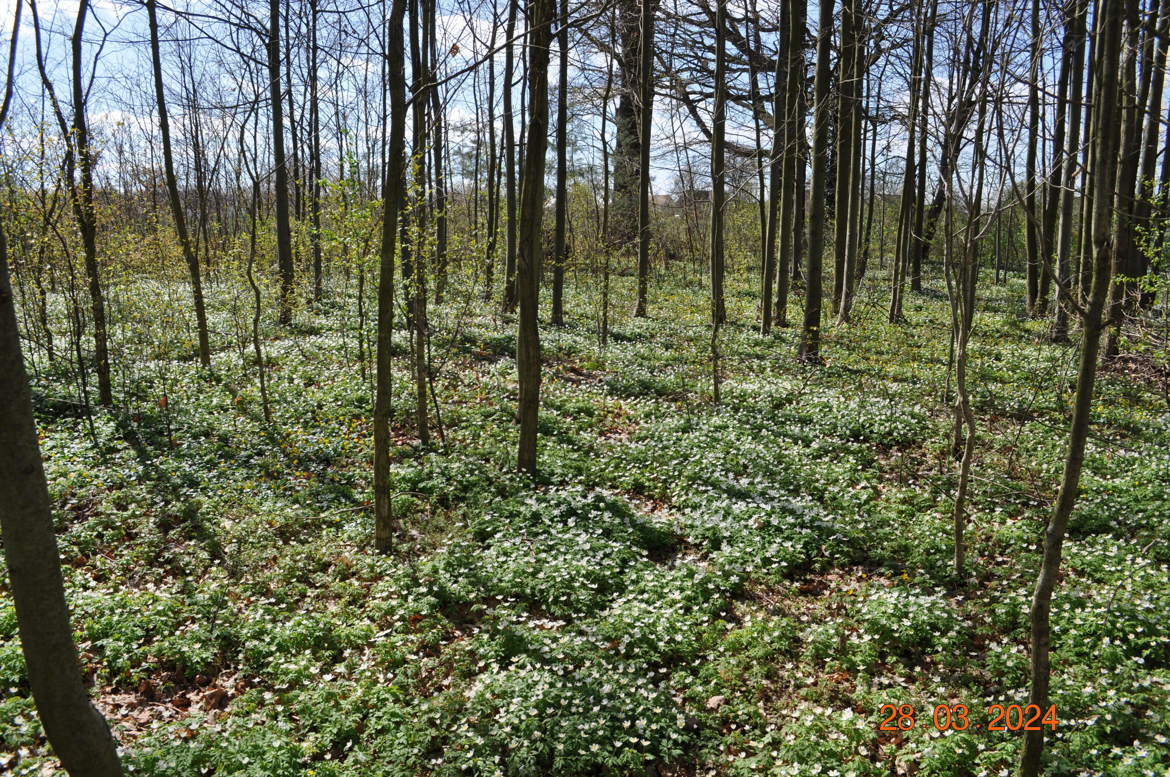 Metsä, jossa on lukuisia puita ja maanpinta on peittynyt vihreään lehtikarikkeeseen.