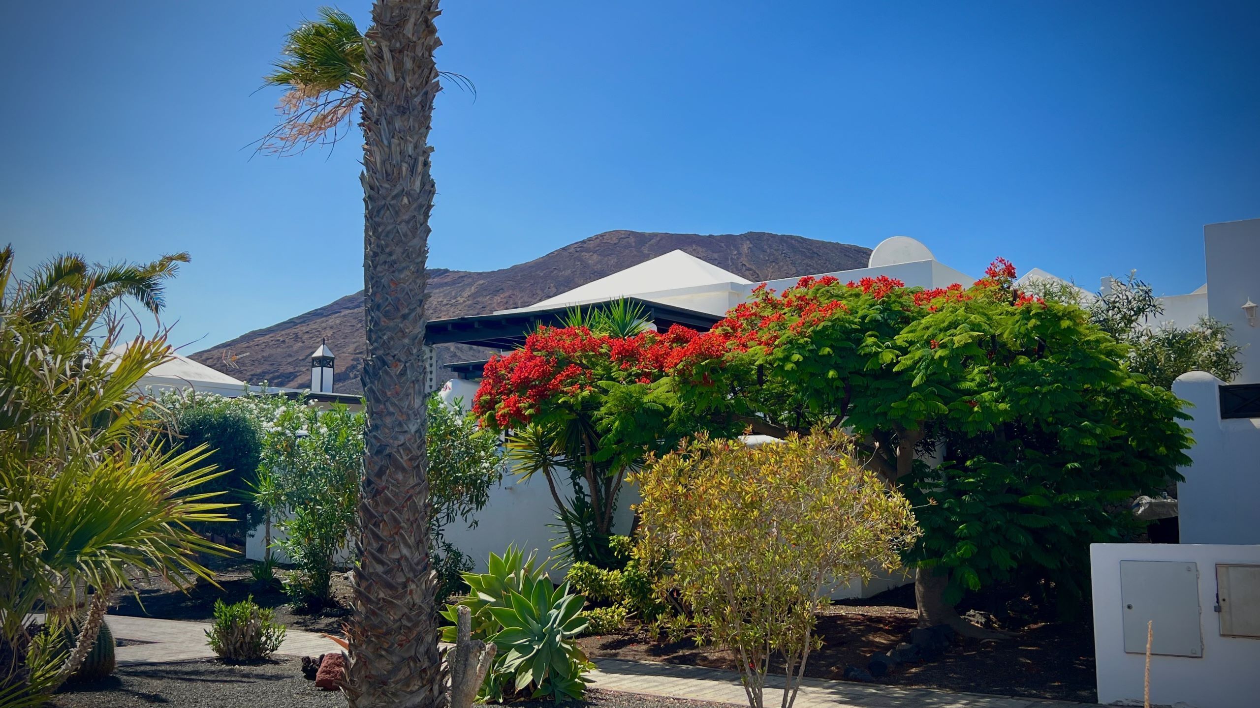 A garden with palm trees, red flowers, and a mountain in the background.
