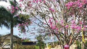 A garden area with a large flowering tree, outdoor seating, and a paved walkway. - Island Vibe Nomads - Adventure Hostels (Florianópolis)