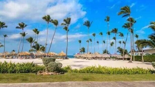 A beach with palm trees and thatched umbrellas.