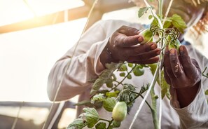En person som tar hand om en tomatplanta.