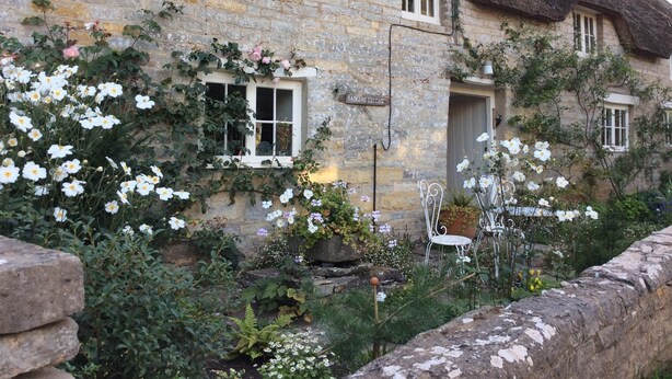 A stone cottage with a thatched roof, ivy, and white flowers.