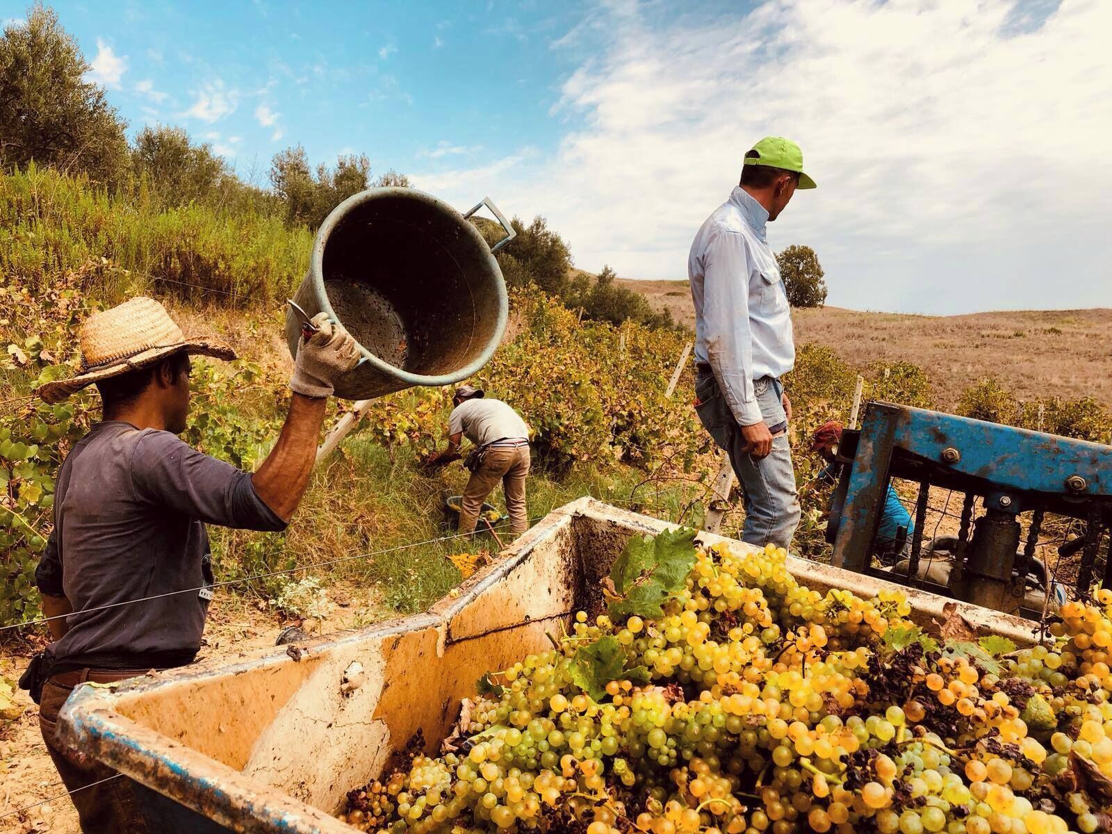 Workers harvesting grapes in a vineyard with a large bucket and a grape press.