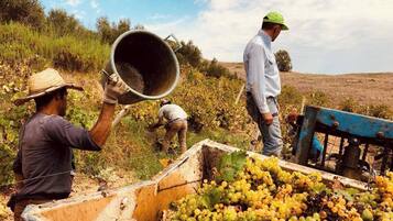 Workers harvesting grapes in a vineyard with a large bucket and a grape press.
