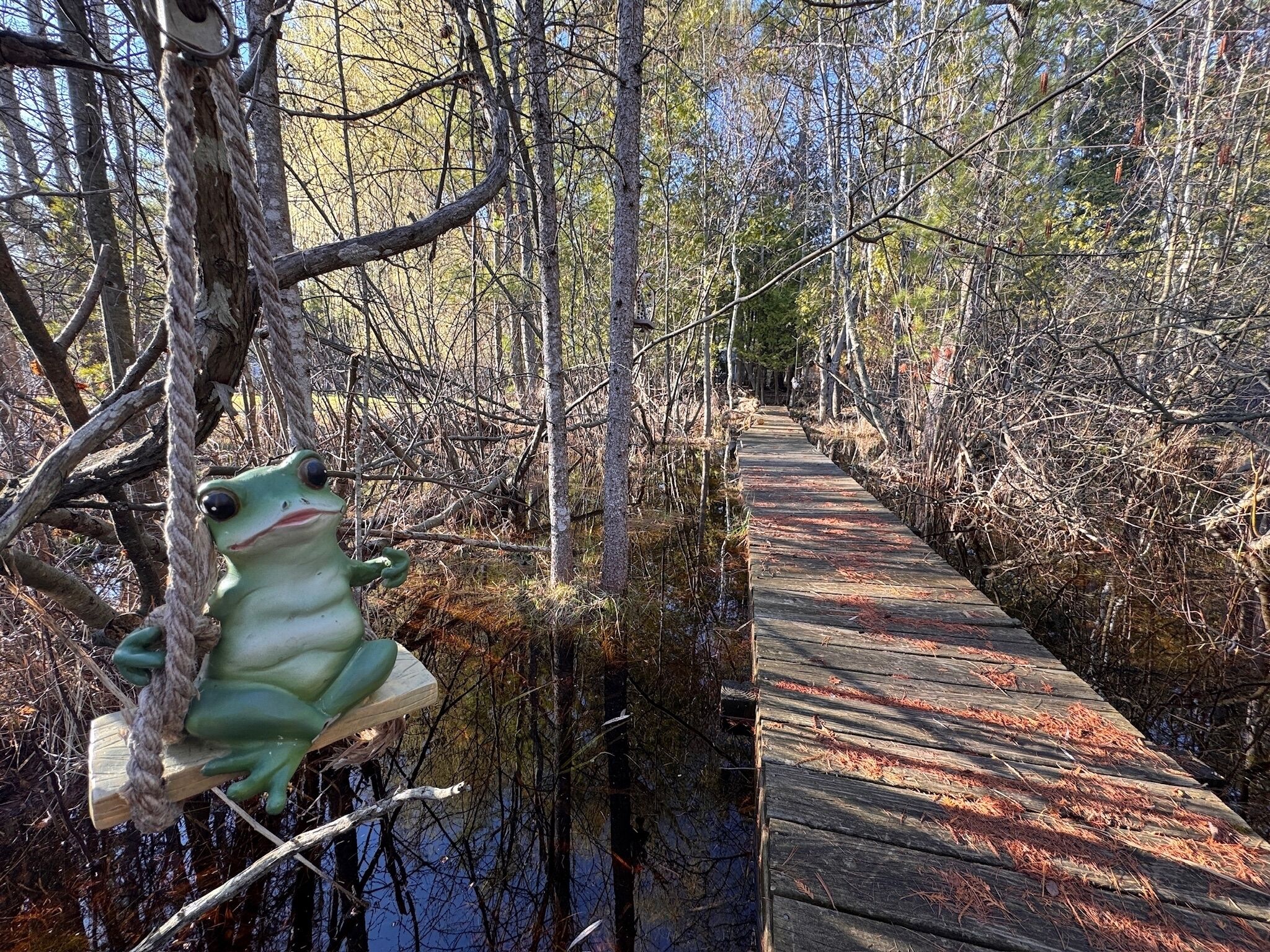 A wooden boardwalk through a forested area with dense underbrush and trees.