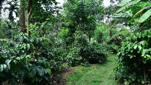 A lush garden with dense foliage and a grassy path. - Madhuvana Homestay Coorg  (Madikeri)