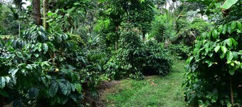 Madhuvana Homestay Coorg 