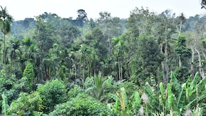 A dense tropical forest with various types of trees and vegetation. - Madhuvana Homestay Coorg  (Madikeri)