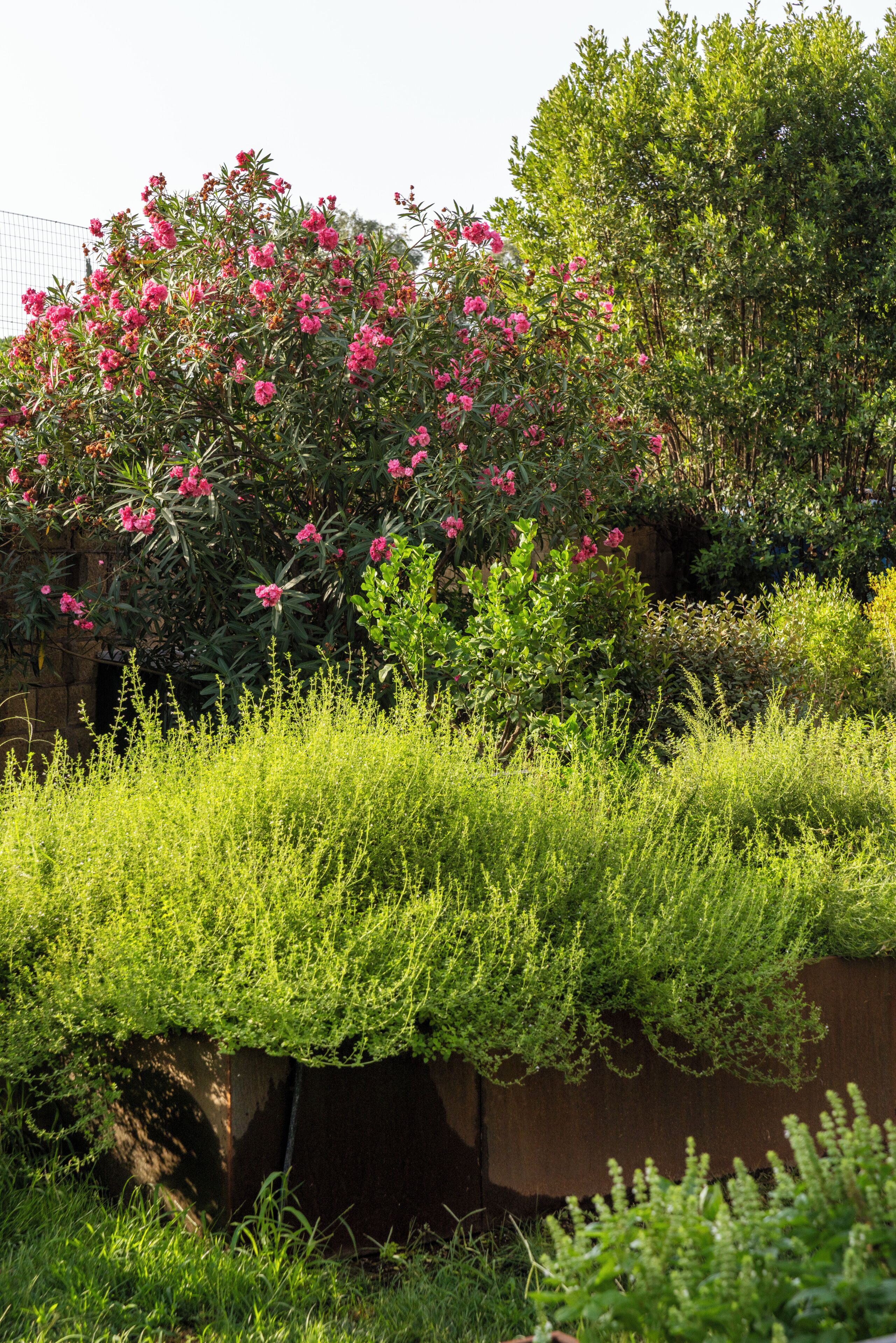 Ein Garten mit verschiedenen Pflanzen und Blumen, darunter rosa Blüten und üppigem Grün.