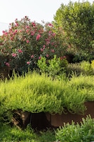 Un giardino con diverse piante e fiori, tra cui fiori rosa e verdeggiante vegetazione.