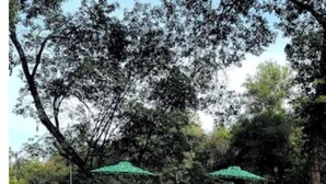 An outdoor swimming pool with a clear blue water surface, surrounded by trees and shaded by green umbrellas. - The Getaway (Placerville)