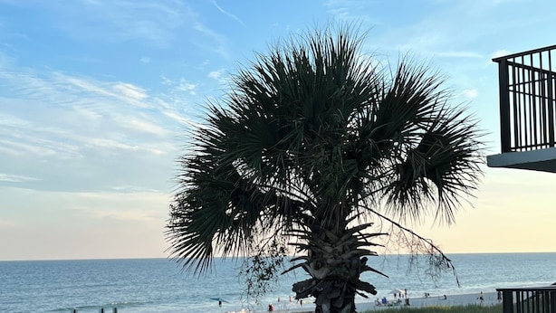 A beach view with a palm tree, a wooden walkway, and a building with a balcony. - Waterway Haven (North Myrtle Beach)