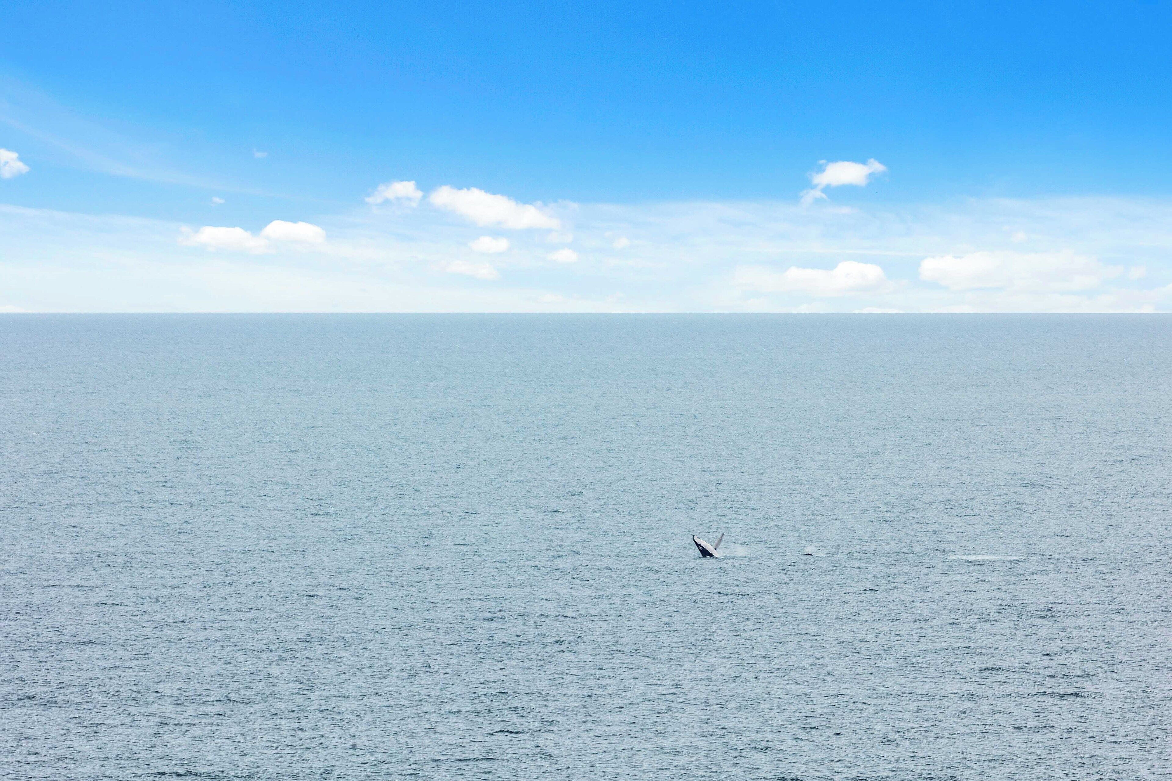 A vast ocean under a clear sky.