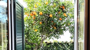 A view through a window with a green shutter, revealing a tree with oranges and a hedge in the background.