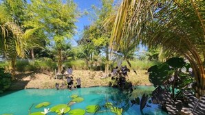 Ein ruhiger Poolbereich im Freien mit klarem Wasser, umgeben von üppiger Vegetation und Palmen.