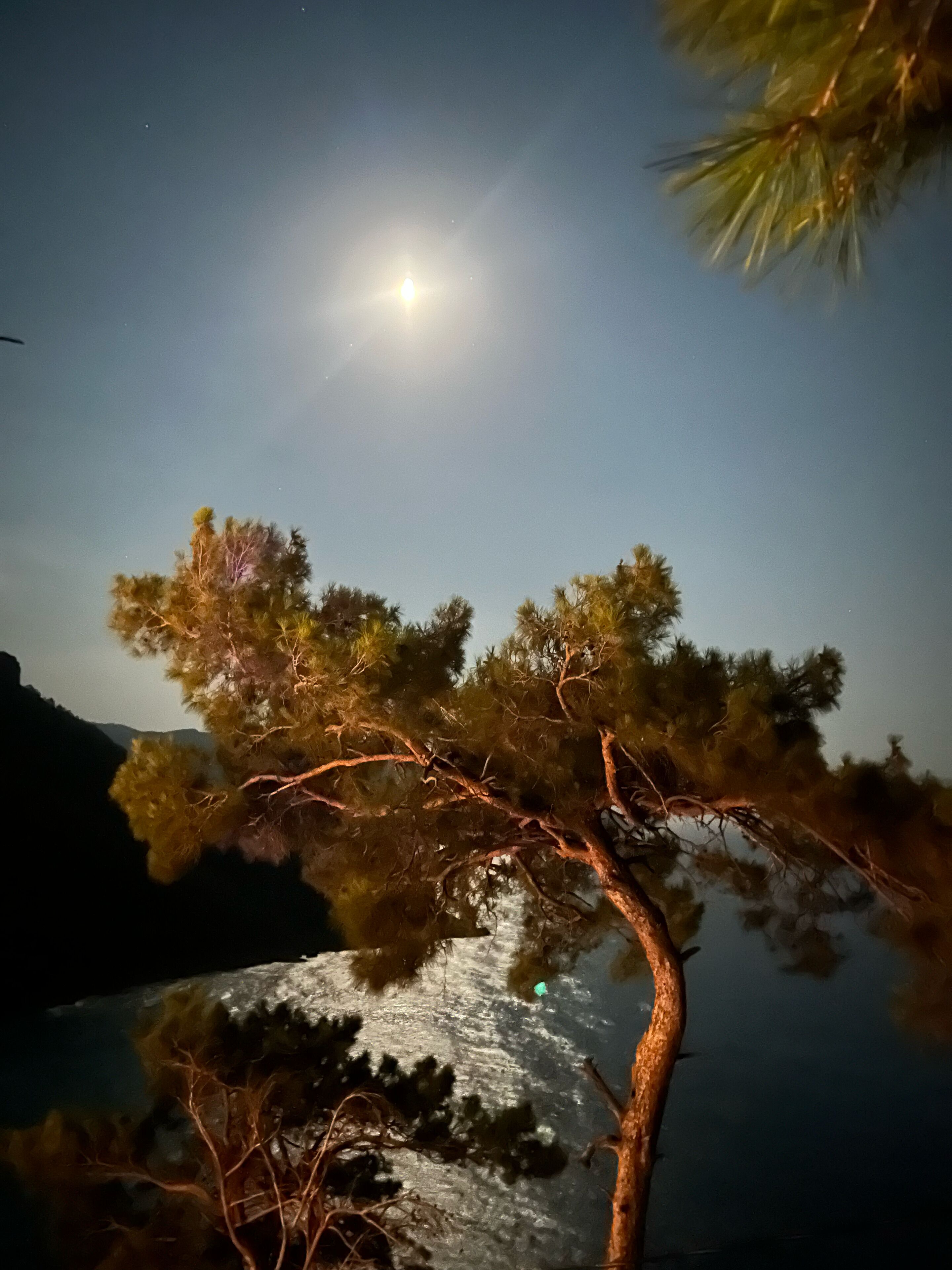 A night scene with a tree in the foreground and a bright moon in the sky.