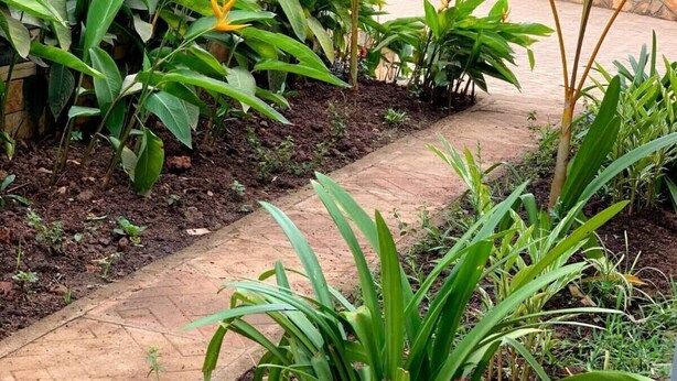 A garden pathway with various plants and a building in the background. - Silver Stone Cribs (Kampala)