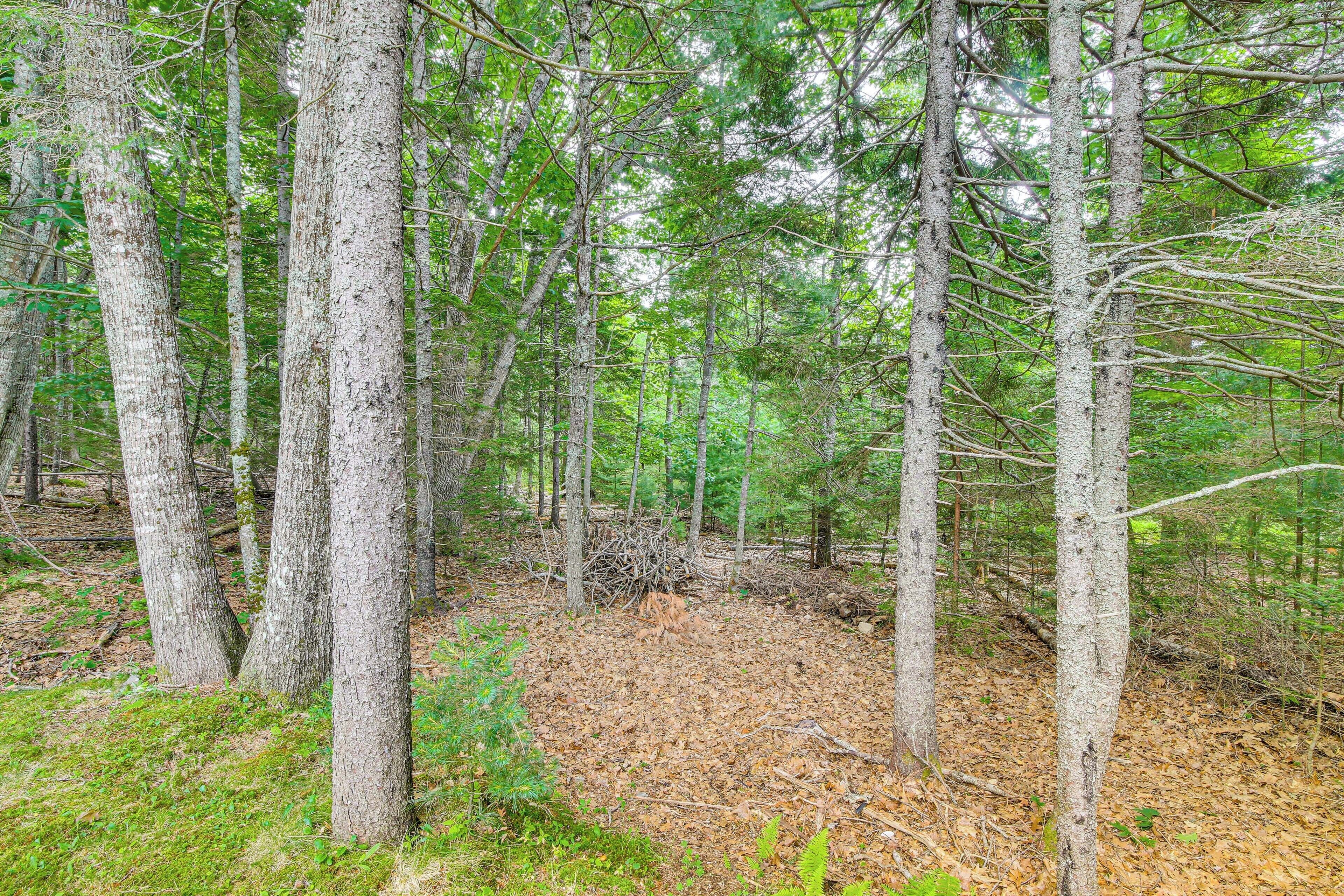 A forest with tall trees and a ground covered in dry leaves.