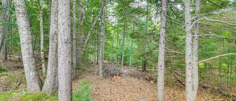 A forest with tall trees and a ground covered in dry leaves.