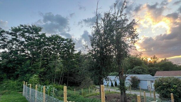 Een omheind gazon met een houten poort, omringd door begroeiing en bomen.