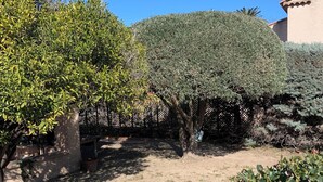 Un patio con suelo empedrado, un árbol y un edificio al fondo.